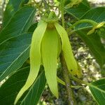 Cananga odorata Flower