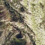 Betula potaninii Corteza