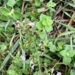 Clinopodium menthifolium Blad