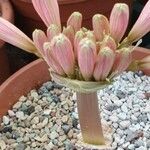 Brunsvigia bosmaniae Flor