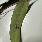 Eucalyptus caesia 叶