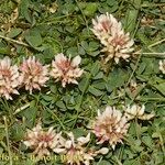 Trifolium occidentale ശീലം