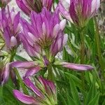 Trifolium alpinum Lorea