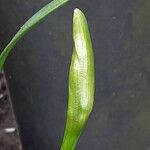 Narcissus cyclamineus Çiçek