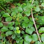 Coptis trifolia Habit