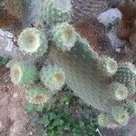 Opuntia leucotricha Vrucht