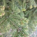 Abies alba Blad