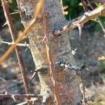 Crataegus x subsphaerica Bark