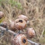 Pyrus spinosaFruto