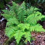 Polystichum × wirtgenii