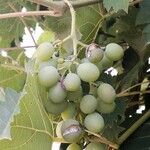 Vitis vinifera Hedelmä