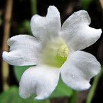 Thunbergia fragrans Flower