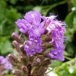 Lactuca alpina Flower