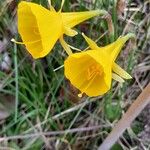 Narcissus bulbocodium Habit