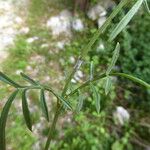 Cephalaria leucantha Leaf