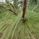 Pinus ponderosa Leaf