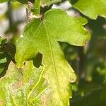 Hibiscus syriacus Leaf