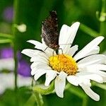 Leucanthemum ircutianum Blomst