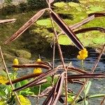 Senna alata Fruit