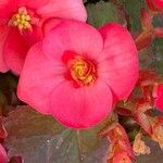 Begonia grandisKvet