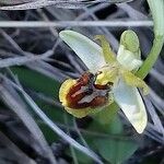 Ophrys sphegodes പുഷ്പം