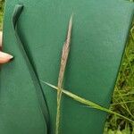 Festuca ambigua Fruit