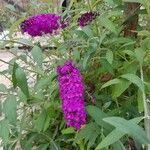 Buddleja japonicaKvet