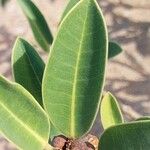 Ficus menabeensis Leaf