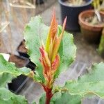 Photinia serratifolia Leaf