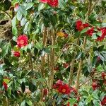 Camellia sasanquaFlower