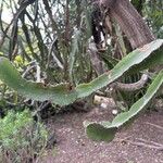 Euphorbia cooperi Hoja