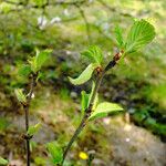 Prunus tomentosa 叶