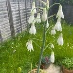 Ornithogalum candicans Flor
