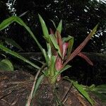 Aechmea pubescens Máis