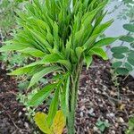 Amorphophallus paeoniifolius Fulla