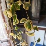Senecio macroglossus Hoja
