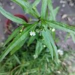 Eclipta prostrata Blatt