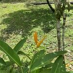 Heliconia latispatha Flower