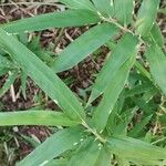 Semiarundinaria kagamiana Leaf