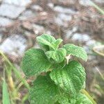 Clinopodium nepeta 葉