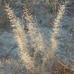 Eragrostis unioloides Hábito