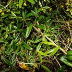 Berberis julianae 树皮