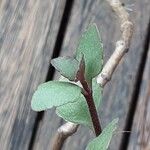 Kalanchoe manginii برگ