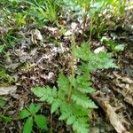 Botrychium virginianum Leaf