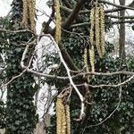 Alnus japonica Blomma