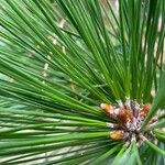 Pinus leucodermis Hoja