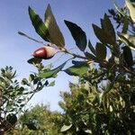 Quercus ilex Fruit