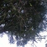 Melaleuca armillaris Lapas