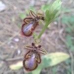 Ophrys speculumFlower