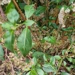 Ageratina ligustrina Blad